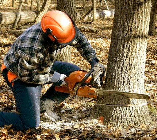 Tree Removal in Sister Bay, WI